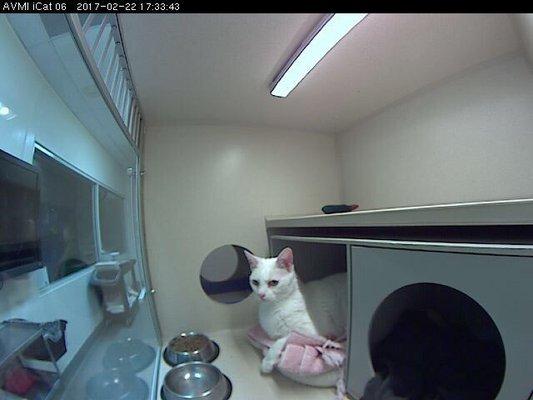 A still from her webcam feed in her cat cottage.