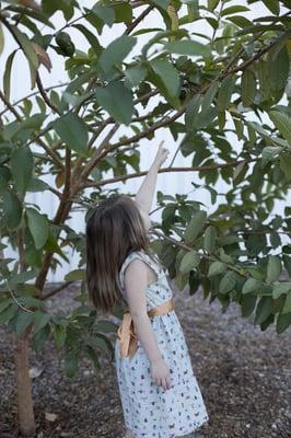 Our fruit tree orchard - White Guava tree