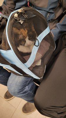 Sukie in her carrier while waiting for results