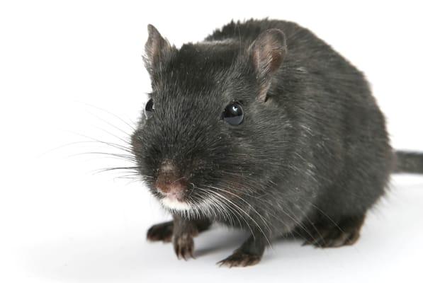 We will take care of mice and rats for you!