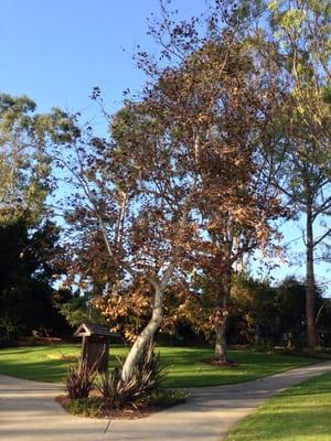 Fall leaves