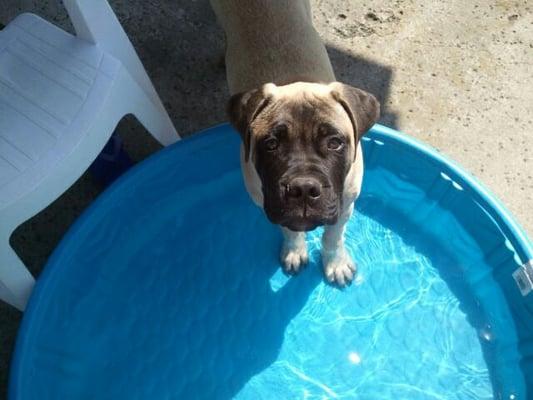 This little pup hangs out a bat jac. Hes so sweet!