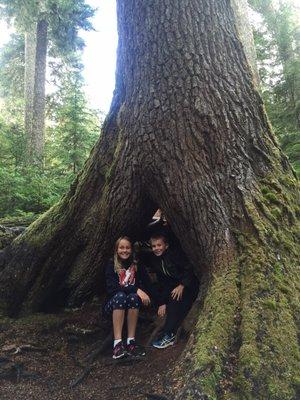 Old growth trees on the trail