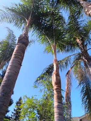 Palms #3 and #4. Again, the neighbors palm.