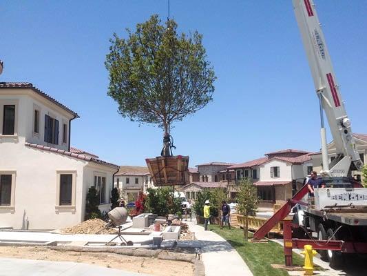 Crape Myrtle being craned into yard