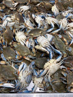 Yes they are alive too! Blue crab.