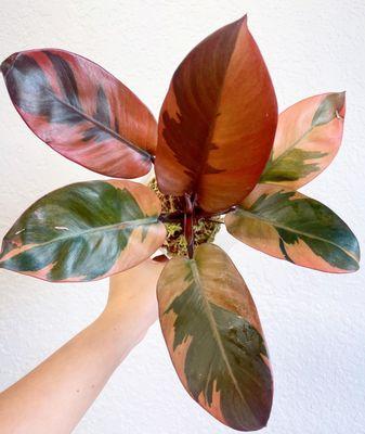 Philodendron Black Cardinal Variegated