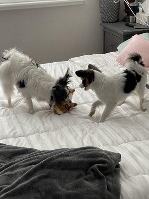 Papillons playing