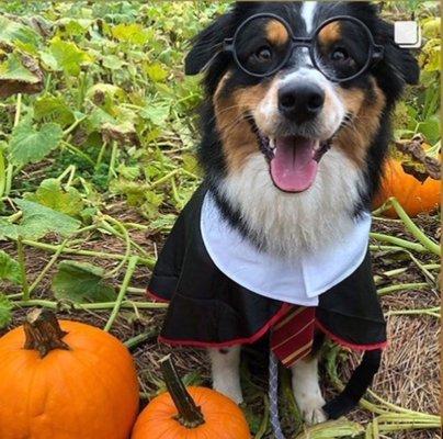 Ollie channeling his inner Harry Potter for MAH's pet photo contest