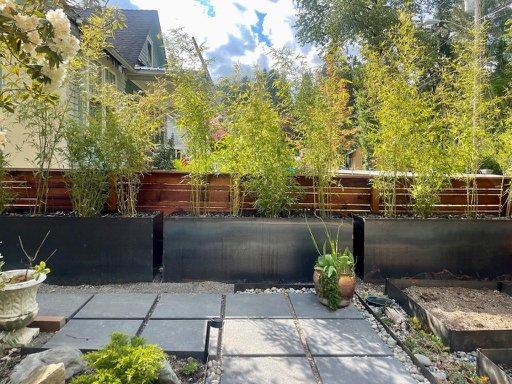 Phyllostachys aurea planted in steel planters.
- Customer photo