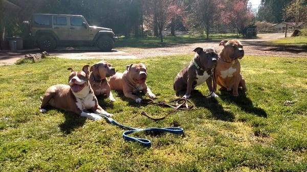 Tired pups after a pack walk!