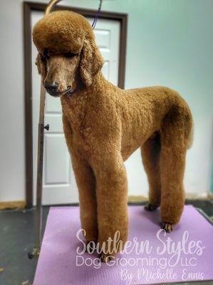 Standard poodle German trim