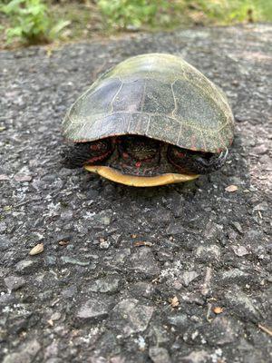 A shy box turtle who didn't feel like saying hello.