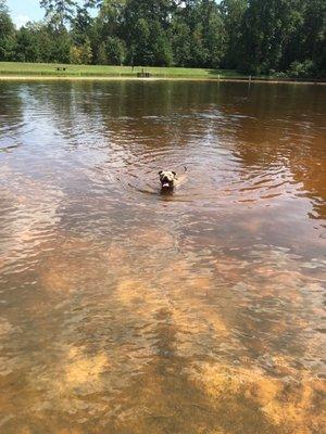 My dog enjoying herself until we were notified dogs aren't allowed in the "beaching" or swimming area/water