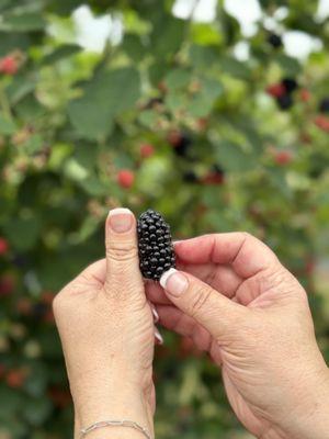 Eckert's-Boyd Orchards