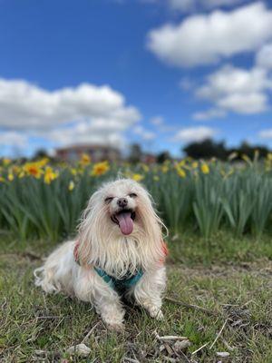 Chiquitin enjoying the daffodils days