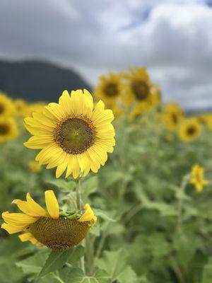 Waimānalo Country Farms