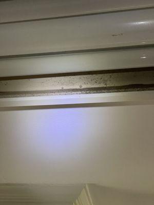 MOLD IN THE LIGHT FIXTURES