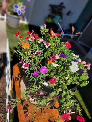 New Impatients, and Petunias