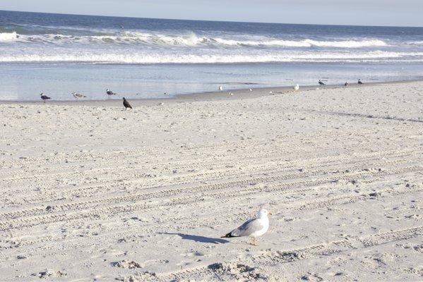 My camera honed in on this gull very well! Just as the Canon R10 should do!