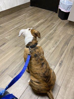 Willie waiting for the vet.  He LOVES it here!!