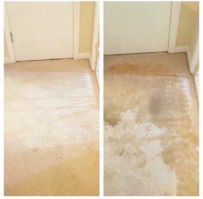 stain removal Birmingham AL