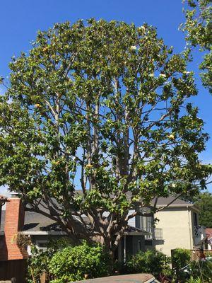 Large Magnolia Tree
 Pruned by Ian Butler