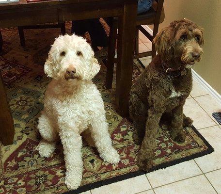 Rogie (white) on the left with his buddy Norman (Brown) on the right in 2017.  Pals for life!