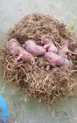 Nest of infant gophers recovered & transferred to the care of the Lindsey Wildlife Museum