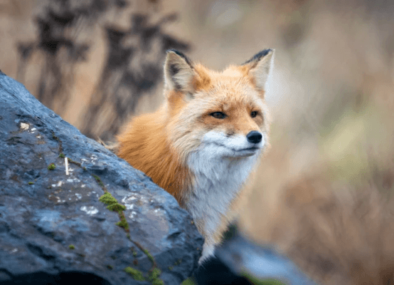 Alaska Wildlife Conservation Center