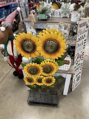 Pretty sunflowers