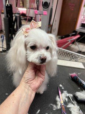 Princess Pup Cake Smith, after groom!