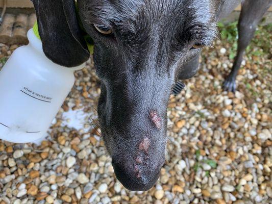 Vader's snout post bath.