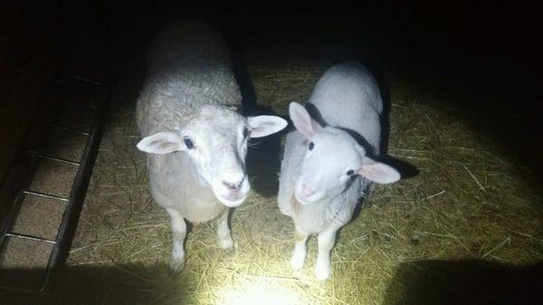 Our cute sheep friends!