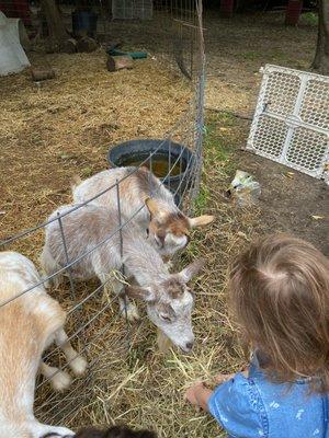 Feeding the animals!