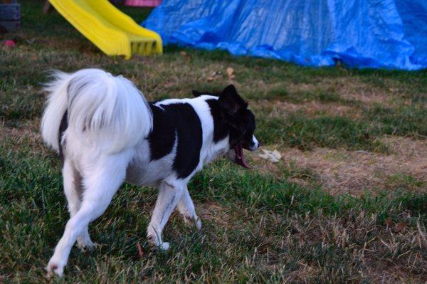 That poofy tail is so cute! No more biting at his bum.