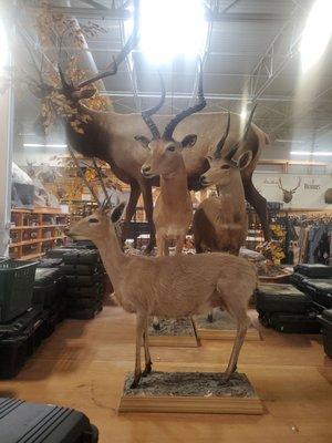 Nice taxidermy