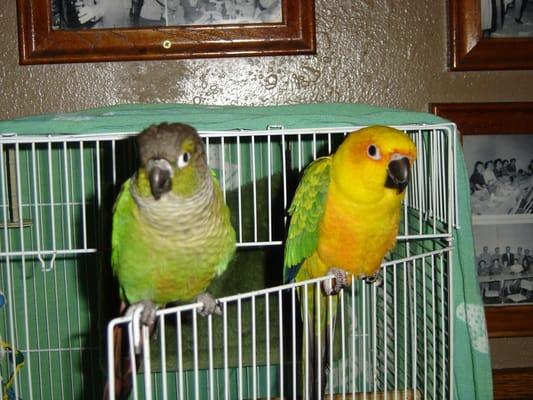 Bar Birds...Lacey and Sunny.  Sunny is a girl, unlike my Sonny which is a male.