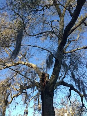 Gorgeous old trees out front