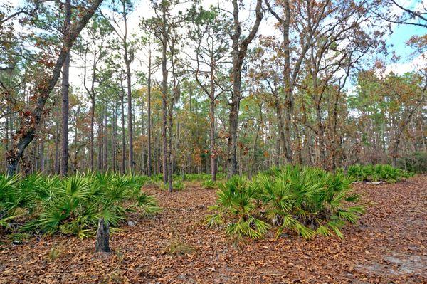 Pine and palmetto flatlands landscape typical to Murningside's trails.