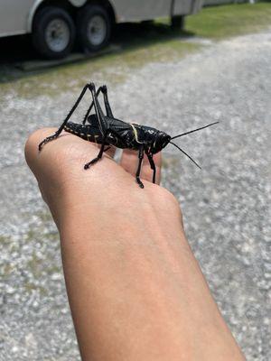 Lubber 'devil horse' grasshoppers around rhe area