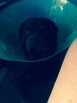 Rottie after being injured by Andreas Mueller after Mueller tried to steal it's sperm at Camino Verde.