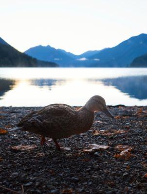 Lake Crescent