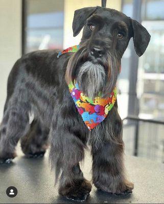 So handsome! There's a patch missing on his paw from a shave for an IV /hospital trip , but other than that perfect cut !