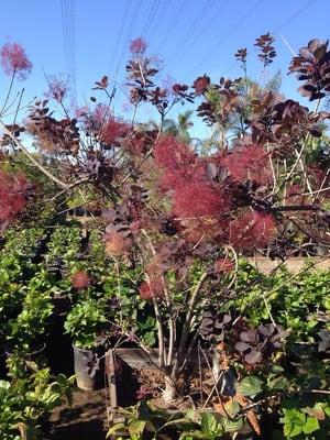 Euphorbia in tree form