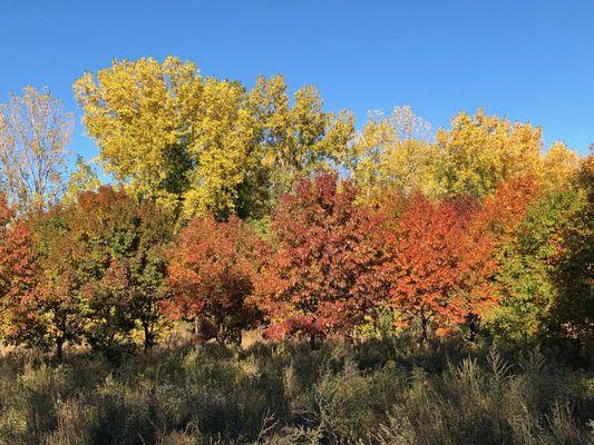 Lovely fall colors grow up from the rubble of a century-old train yard.