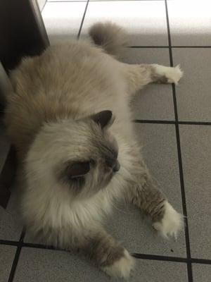 My cat relaxing on the floor while we wait for some tests to come back.