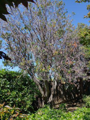 55 year old Strawberry tree . Age or disease?  See photo. Tree on the right looks healthy.  Need treatment or removal of tree on the left?