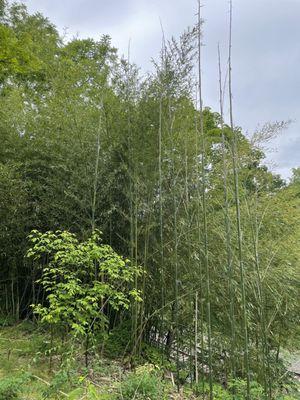 Bamboo forest