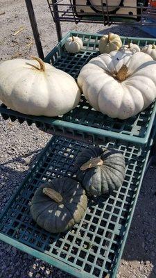 They have white and green stacking pumpkins. Reasonably priced, my green ones were $5 each and the big white were 7 and 8